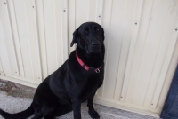Zebah - Head of Security